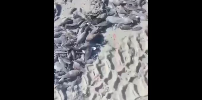 نفوق كميّة من الاسماك.. وزير البيئة يعاين الوضع البيئي بالشريط الساحلي بسليمان